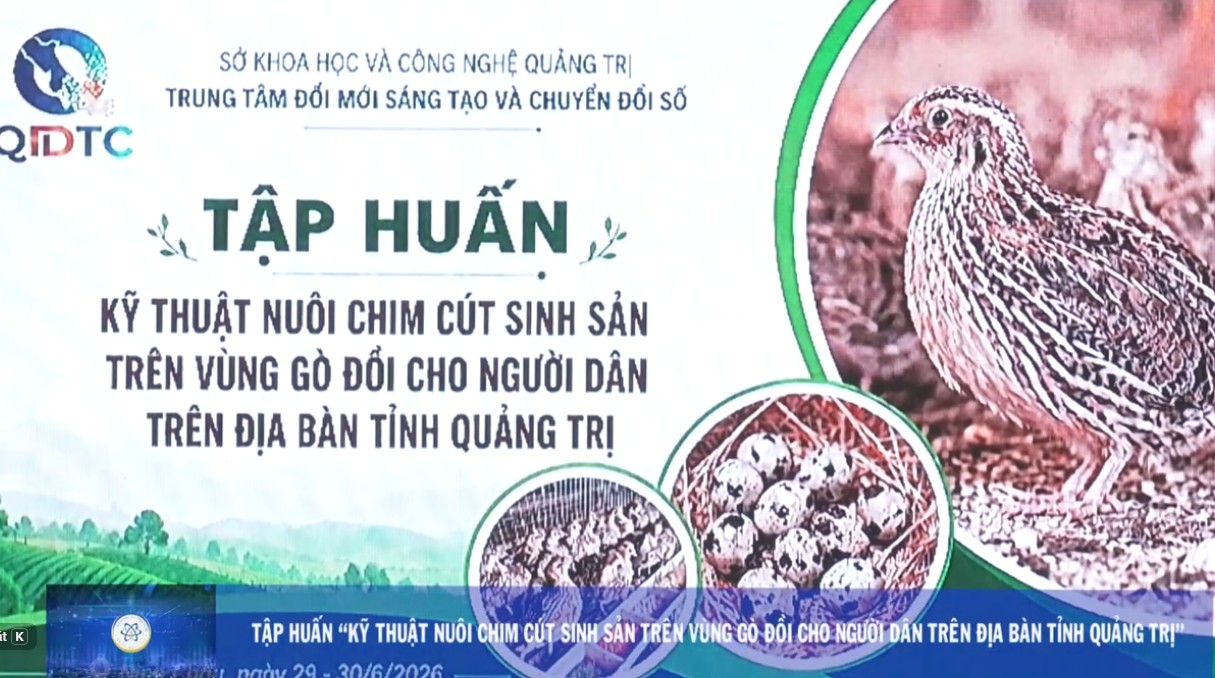 Tập huấn “Kỹ thuật nuôi chim cút sinh sản trên vùng gò đồi cho người dân tỉnh Quảng Trị”.