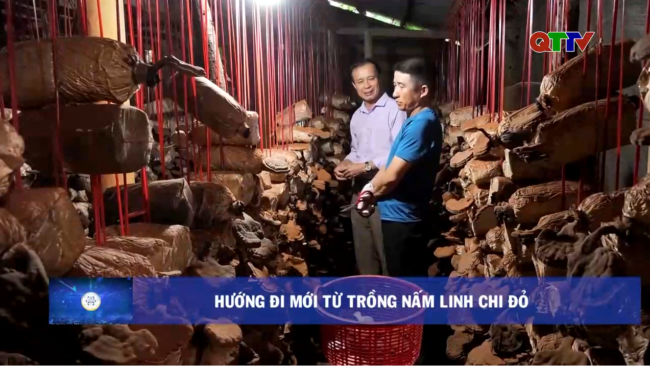 Hướng đi mới từ trồng nấm linh chi đỏ